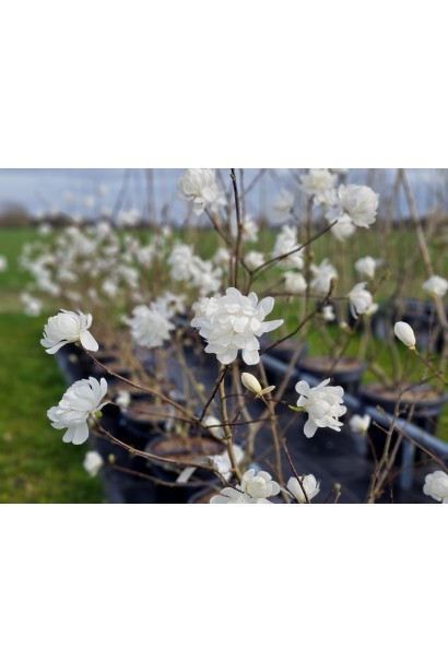 Магнолія Wildcat у фазі цвітіння, гілки вкриті білими квітами.